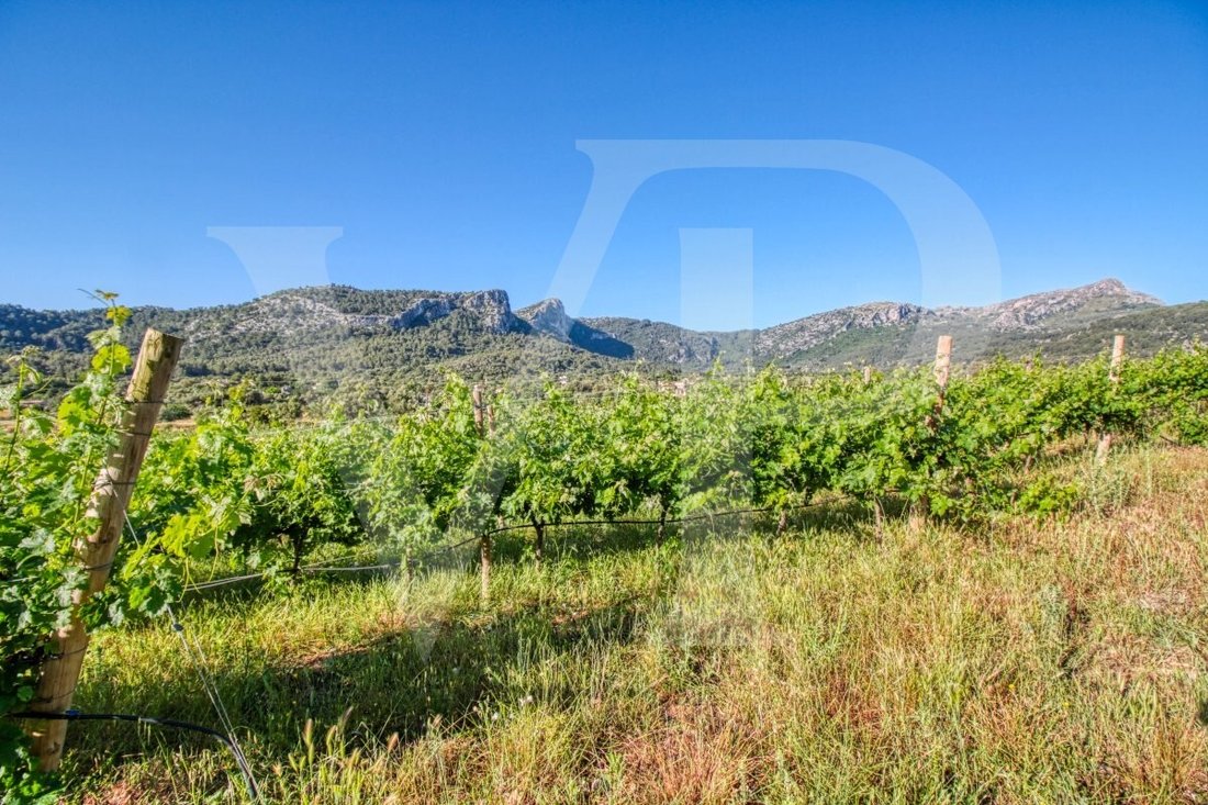 Land in Pollença, Balearische Inseln, Spanien 3 - 13734179