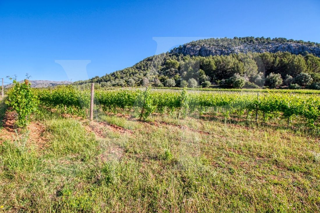Land in Pollença, Balearische Inseln, Spanien 1 - 13734179