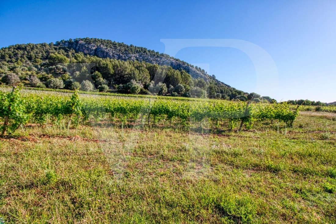 Land in Pollença, Balearische Inseln, Spanien 2 - 13734179