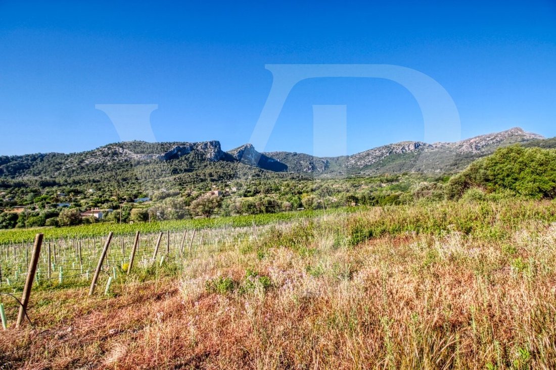 Land in Pollença, Balearische Inseln, Spanien 5 - 13734179