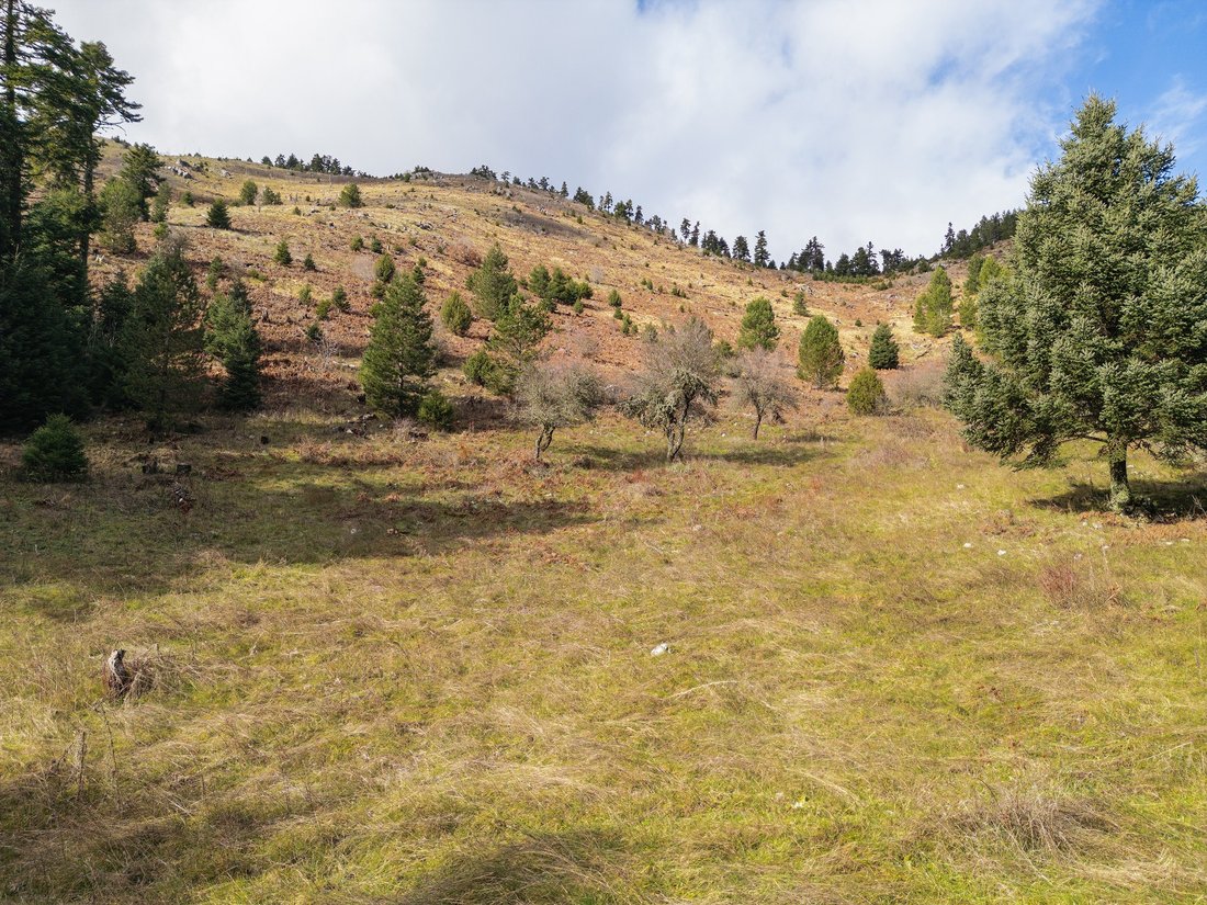 Land in Perithori Community, Peloponnese, Western Greece and the Ionian, Griechenland 3 - 13773521