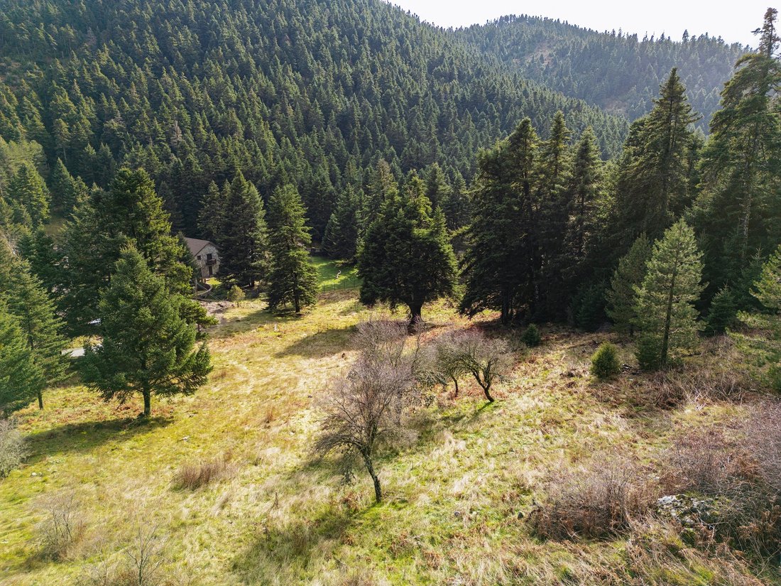 Land in Perithori Community, Peloponnese, Western Greece and the Ionian, Griechenland 2 - 13773521