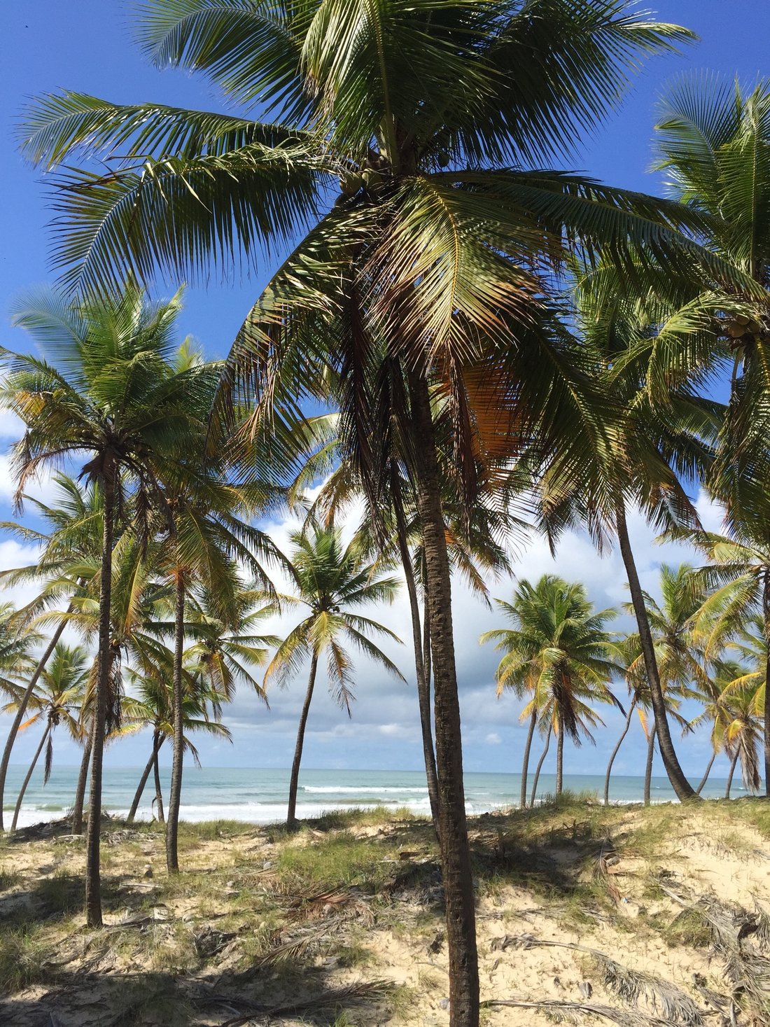 Land in State of Bahia, Brazil 2 - 13768909