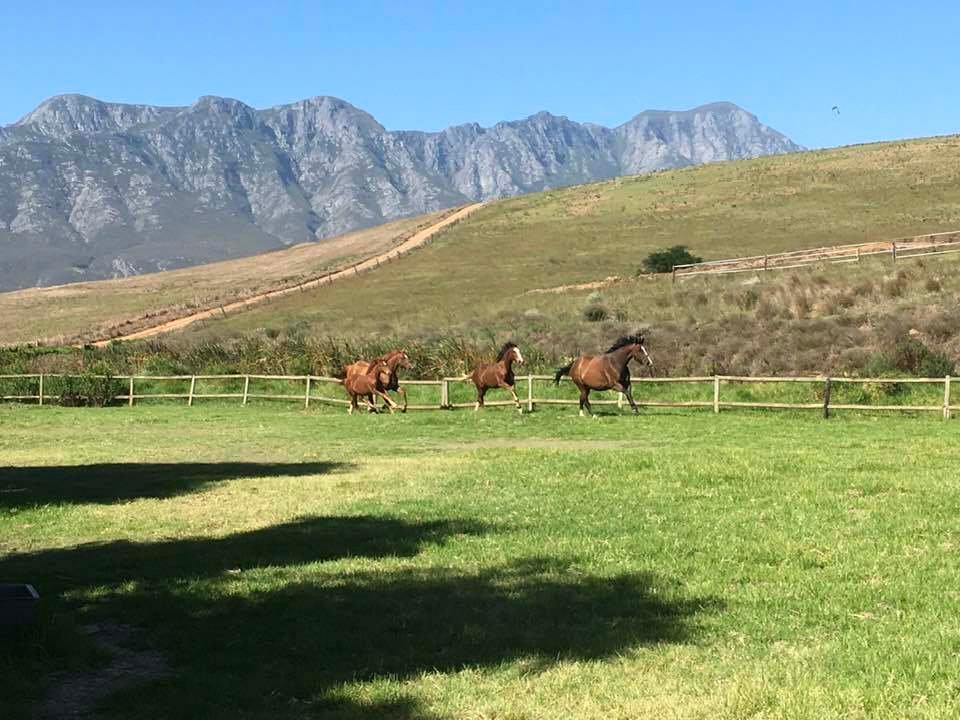 Farm Ranch in Greyton, Western Cape, South Africa 5 - 13780174