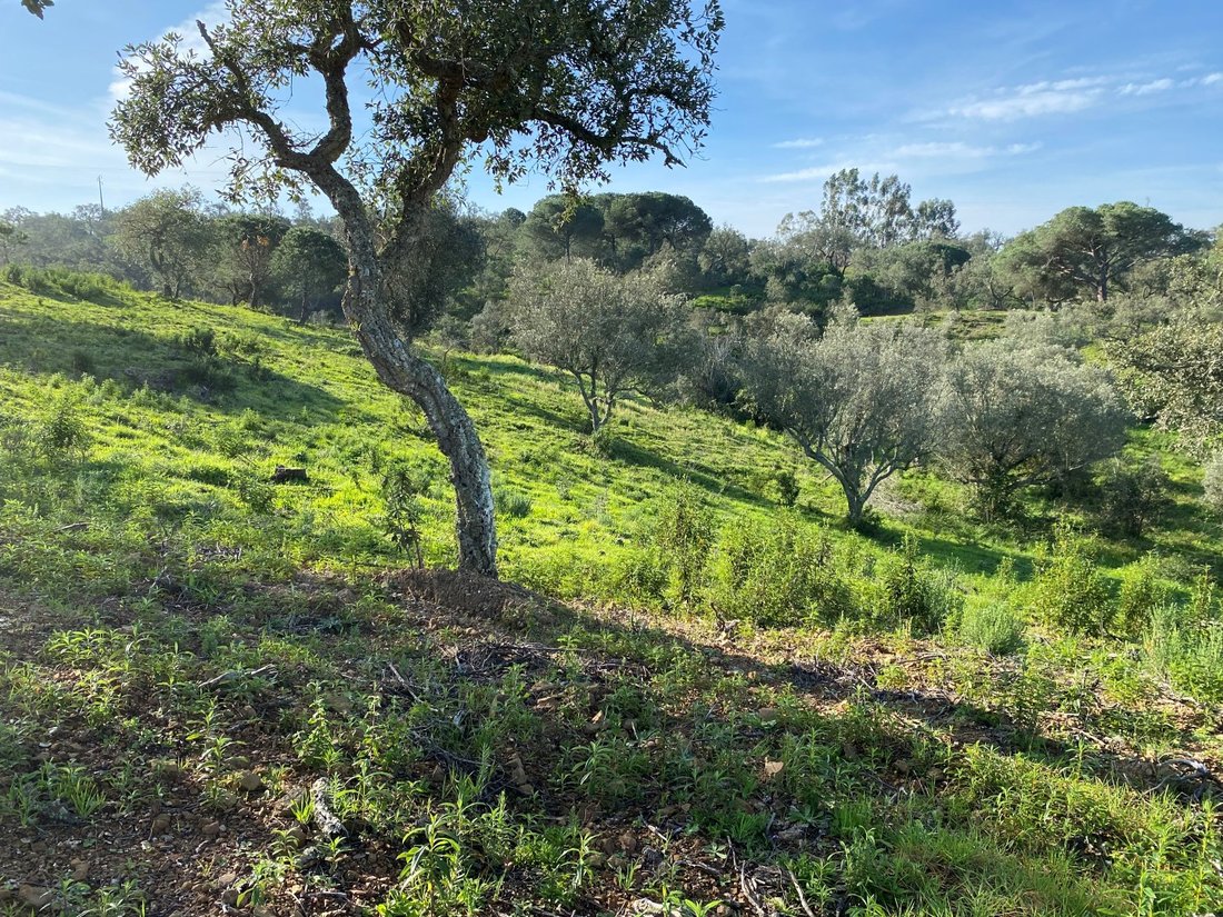 Land in Melides, Setubal, Portugal 1 - 13829557