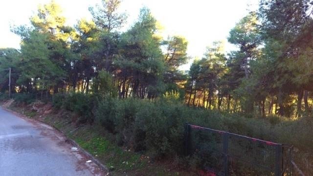 Land in Dionysos, Attica, Greece 1 - 13837164