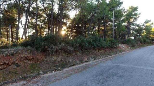 Land in Dionysos, Attica, Greece 3 - 13837164