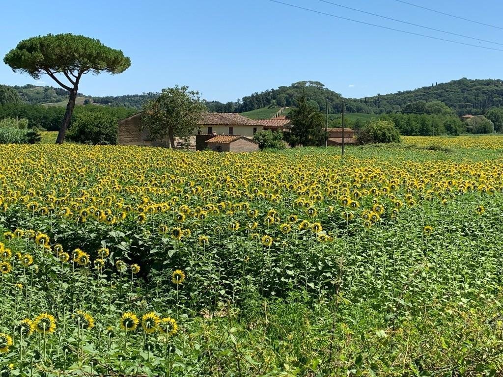 Farm Ranch in Montaione, Tuscany, Italy 1 - 13860267