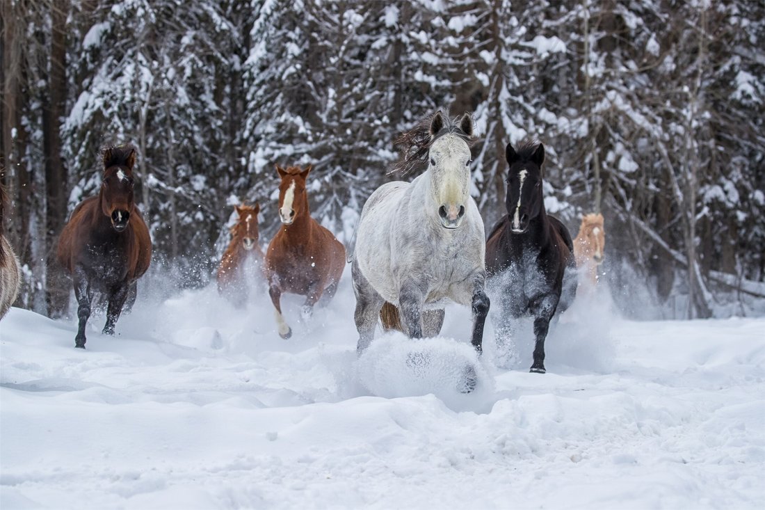 Land in Whitefish, Montana, United States 1 - 13916115