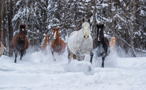 Terreno a Whitefish, Montana, Stati Uniti 1