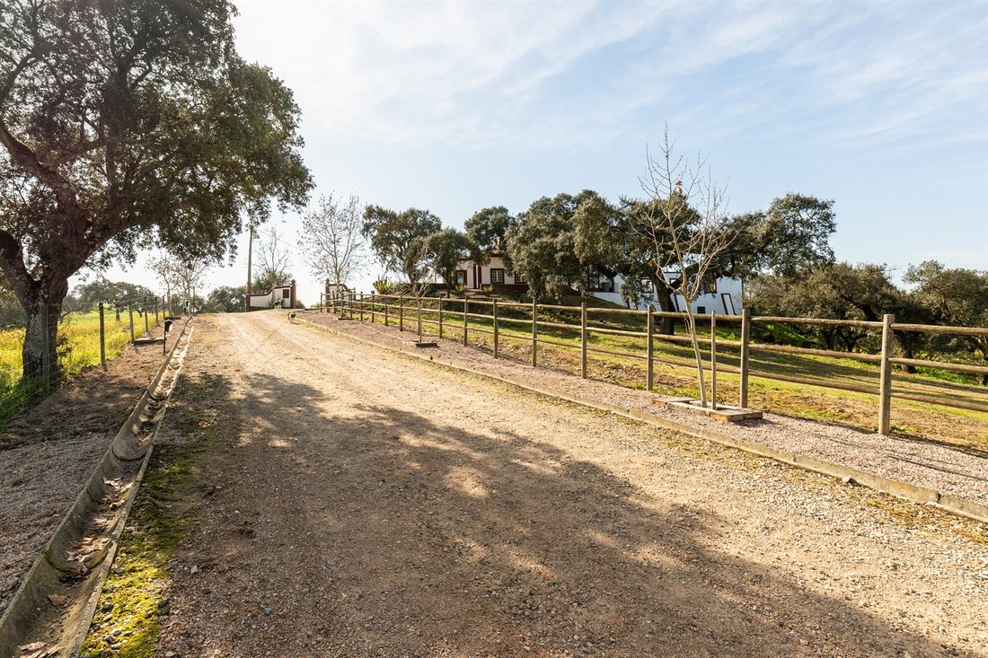 Farm Ranch in Avis, Portalegre District, Portugal 3 - 13924228