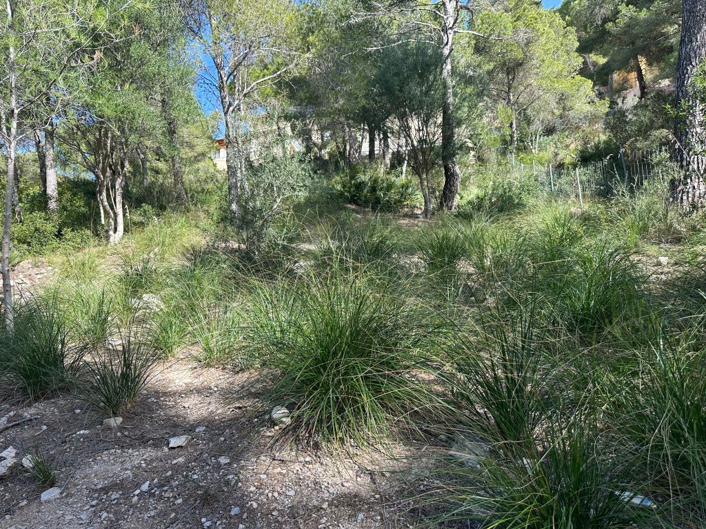 Autres à Capdepera, Îles Baléares, Espagne 1 - 13963511