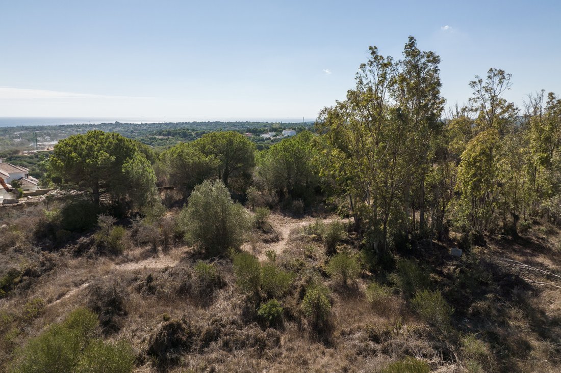 Land in Sotogrande, San Roque, Andalusia 4 - 13402975