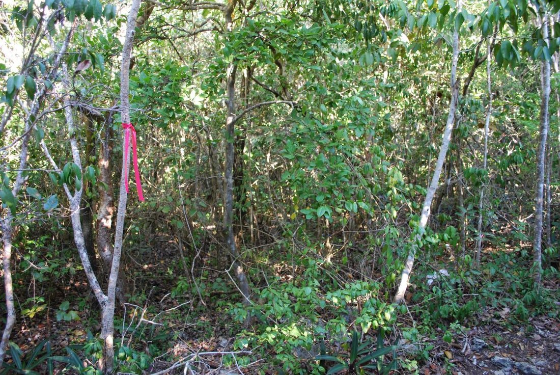 Land in Elbow Cay, Central Abaco, The Bahamas 3 - 14071125