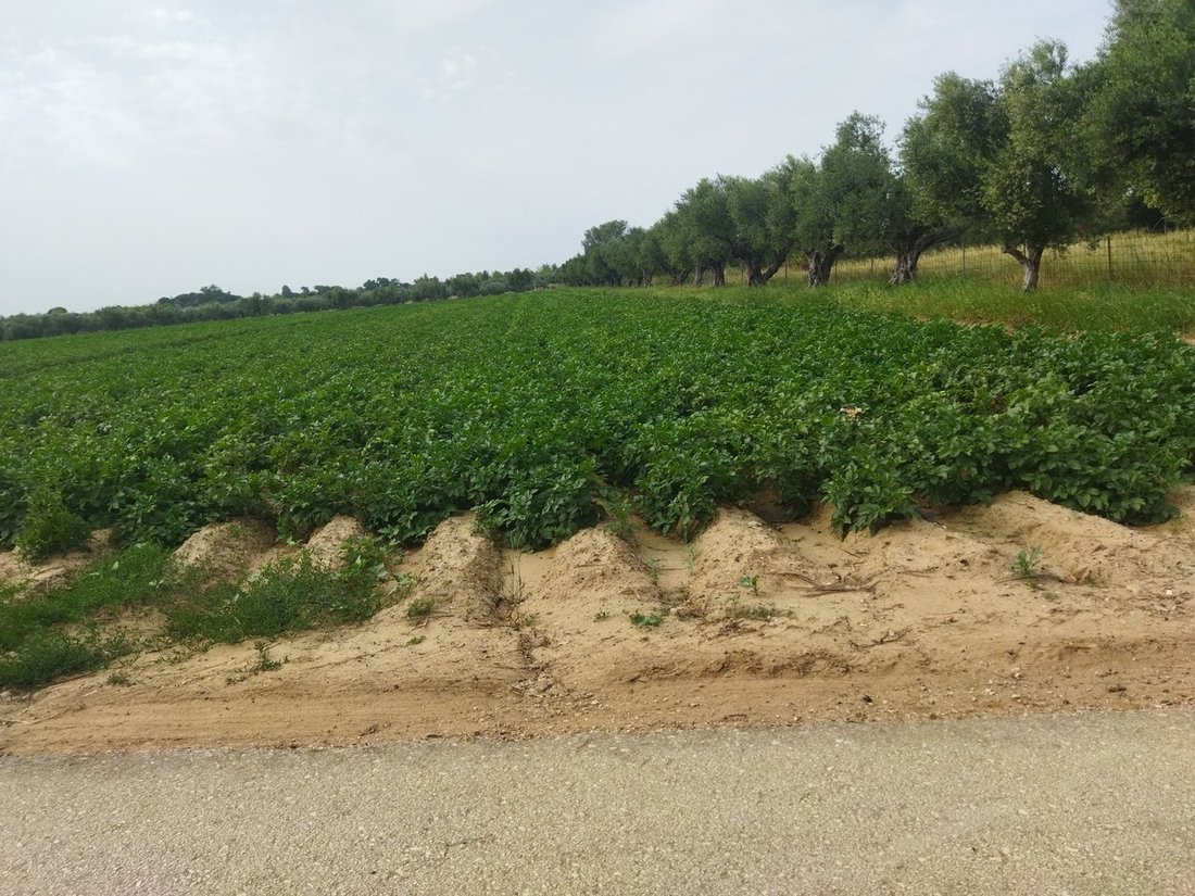 Land in Amaliada, Peloponnese, Western Greece and the Ionian, Greece 5 - 14121436