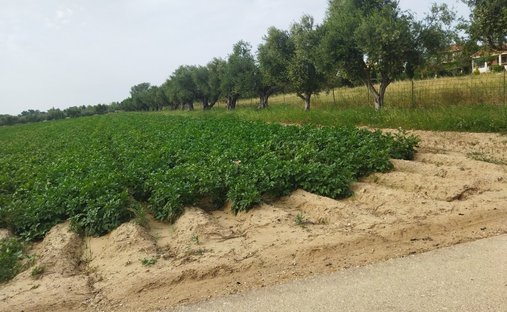 Land in Amaliada, Peloponnese, Western Greece and the Ionian, Greece 1