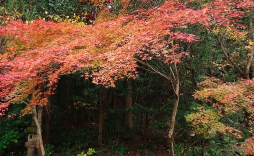 Land in Kyoto, Kyoto, Japan 1