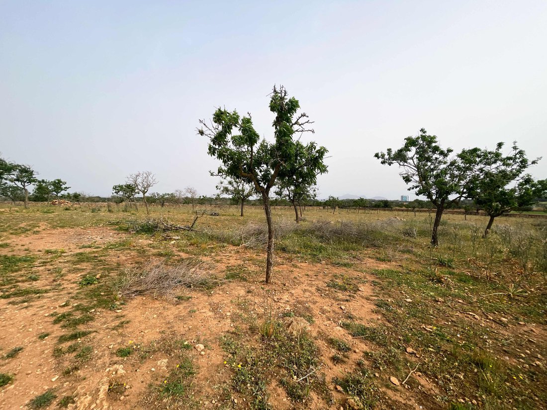 Land in Santa Margalida, Balearic Islands, Spain 5 - 14135288