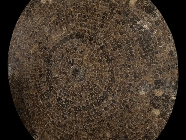 The &#39;Swirling Ammonites&#39; Fossil Display Piece (14148730)