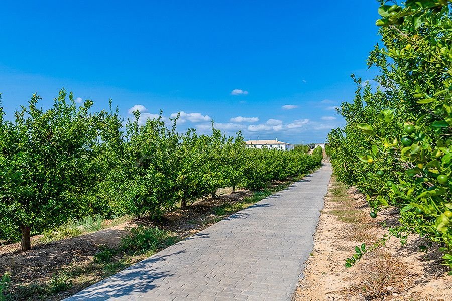 Farm Ranch in Godelleta, Valencian Community, Spain 3 - 14169776