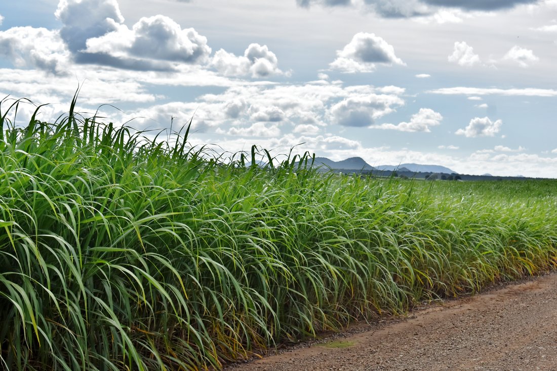 Farm Ranch in Malelane, Mpumalanga, South Africa 1 - 14175623