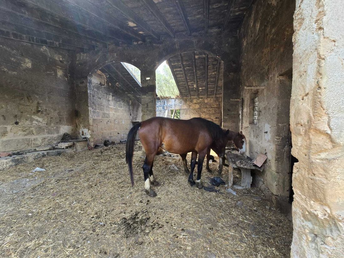 Country House in Palma, Balearic Islands, Spain 5 - 14181328