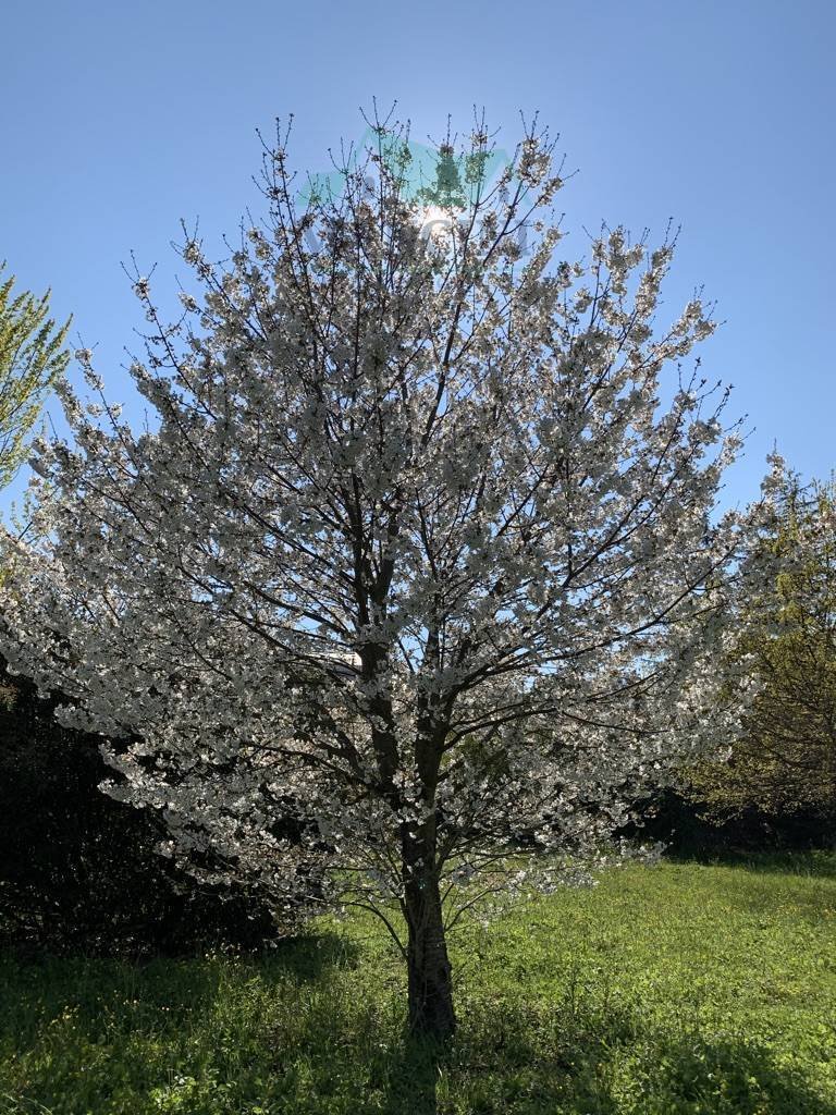 Terreno a Jesi, Marche, Italia 3 - 14230079