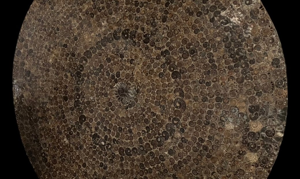 The 'Swirling Ammonites' Fossil Display Piece