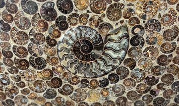 The 'Swirling Ammonites' Fossil Display Piece