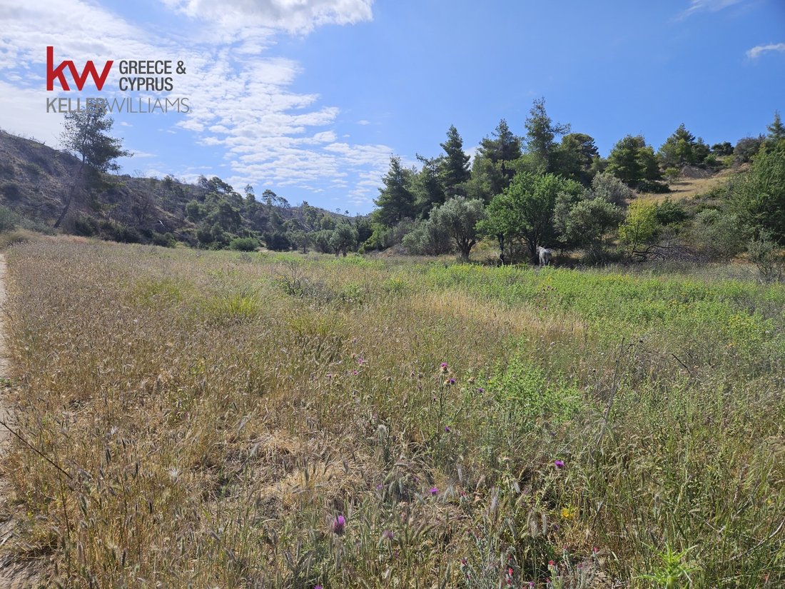 Land in Megara, Attica, Greece 1 - 14232198