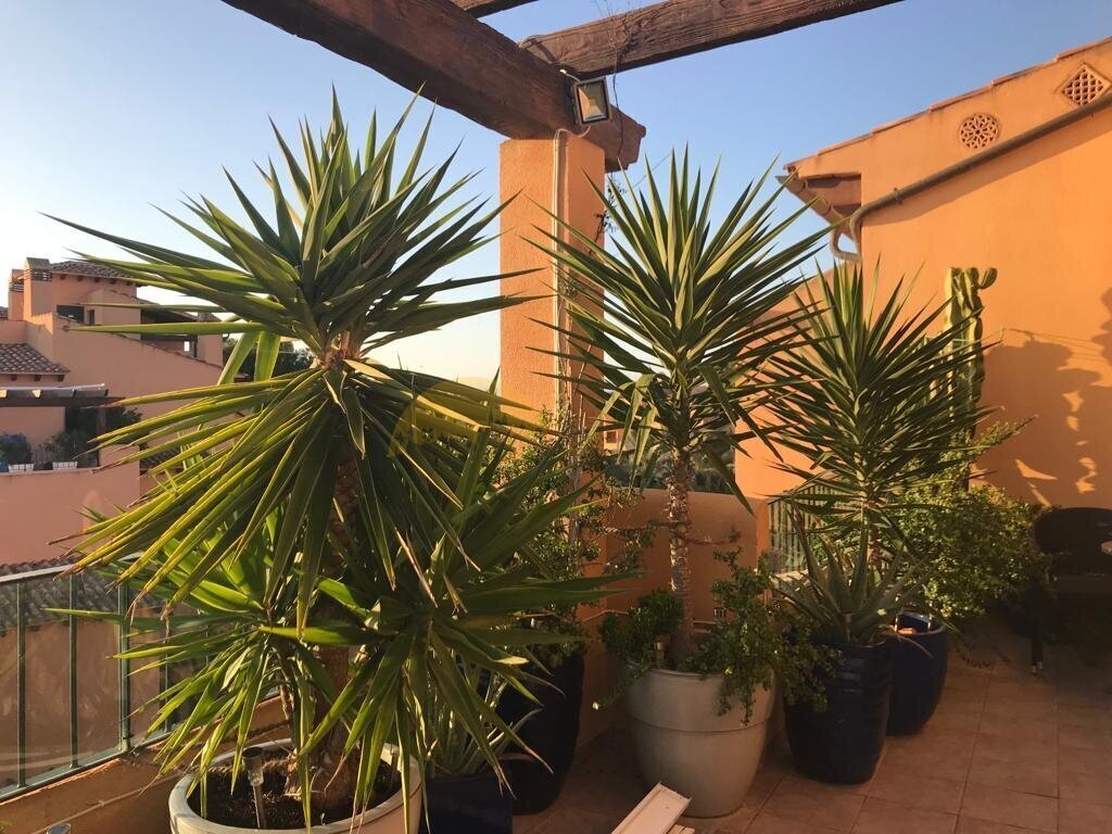 Apartment in Llucmajor, Balearic Islands, Spain 1 - 14291445