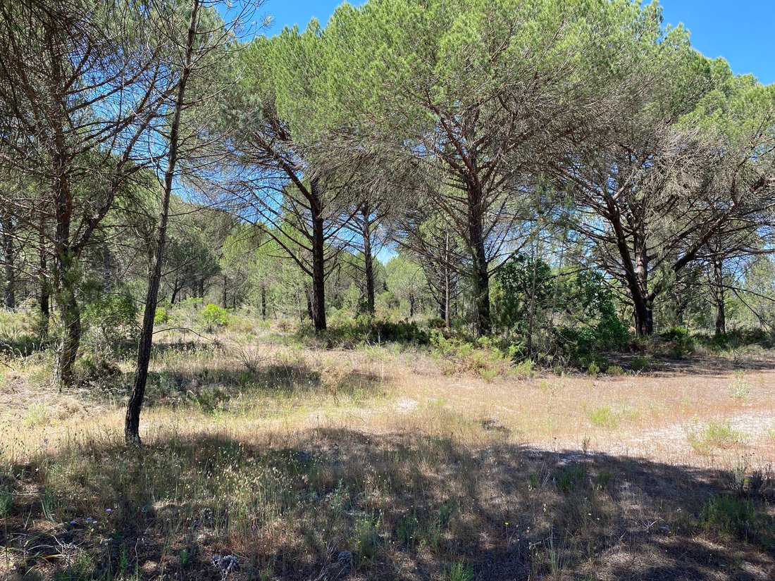 Land in Grandola e Santa Margarida da Serra, Setubal, Portugal 4 - 14294517