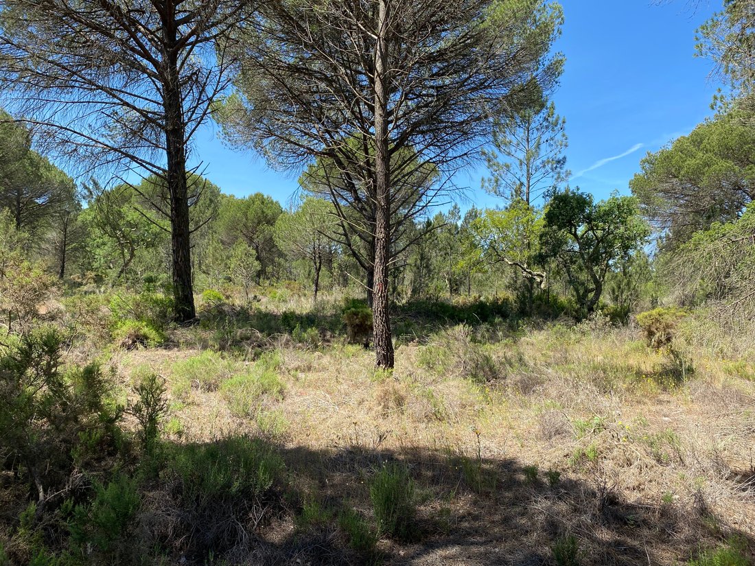 Land in Grandola e Santa Margarida da Serra, Setubal, Portugal 3 - 14294517