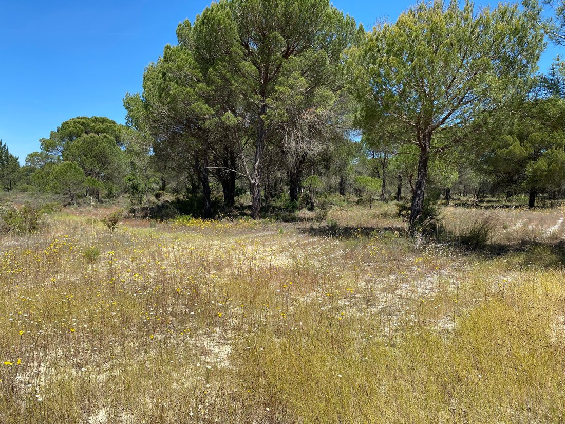 Land in Grandola e Santa Margarida da Serra, Setubal, Portugal 1 - 14294517