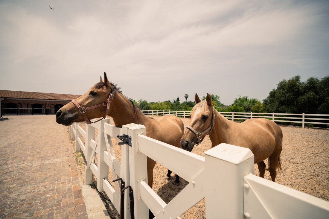 Farm Ranch in Batzra, Center District, Israel 3 - 13941085