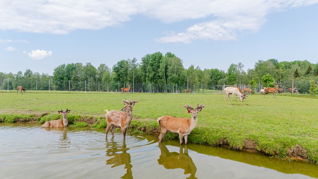 Farm Ranch in More, Sigulda Municipality, Latvia 1 - 13806340