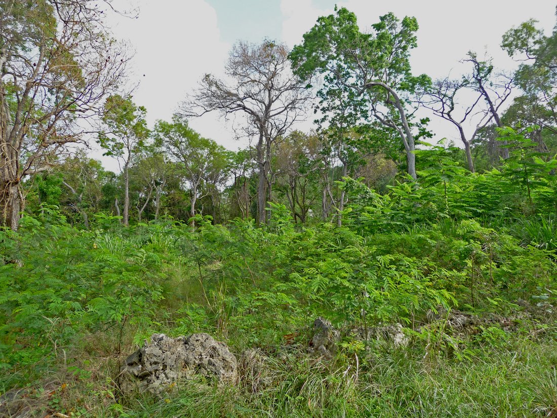 Villa in Sion Hill, Saint James, Barbados 4 - 14320744