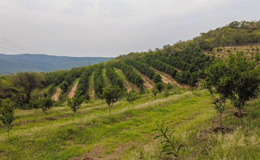 Azienda agricola a Hazyview, Mpumalanga, Sudafrica 1