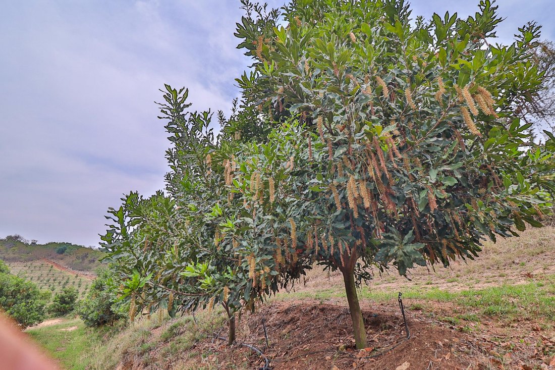 Rancho en Hazyview, Provincia de Mpumalanga, Sudáfrica 4 - 14336233