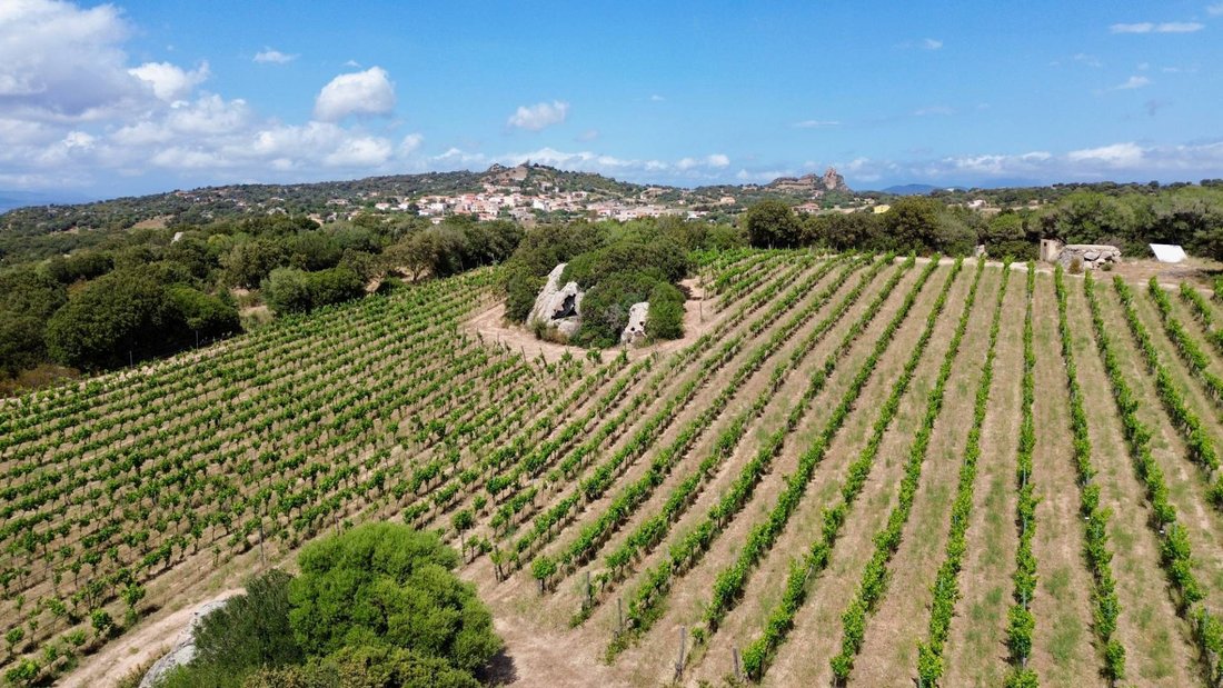 Farm Ranch in Berchiddeddu, Sardinia, Italy 3 - 14340189