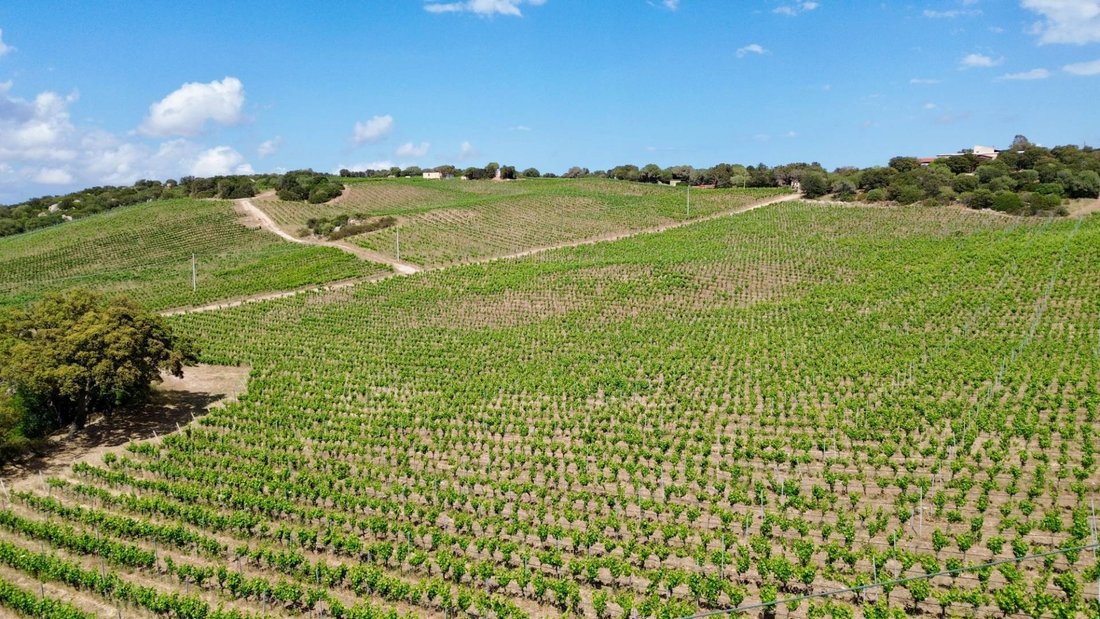 Farm Ranch in Berchiddeddu, Sardinia, Italy 4 - 14340189