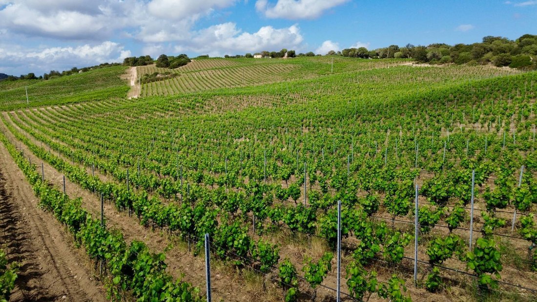 Farm Ranch in Berchiddeddu, Sardinia, Italy 1 - 14340189