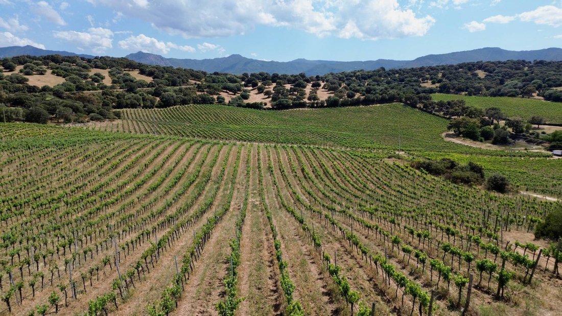 Farm Ranch in Berchiddeddu, Sardinia, Italy 2 - 14340189