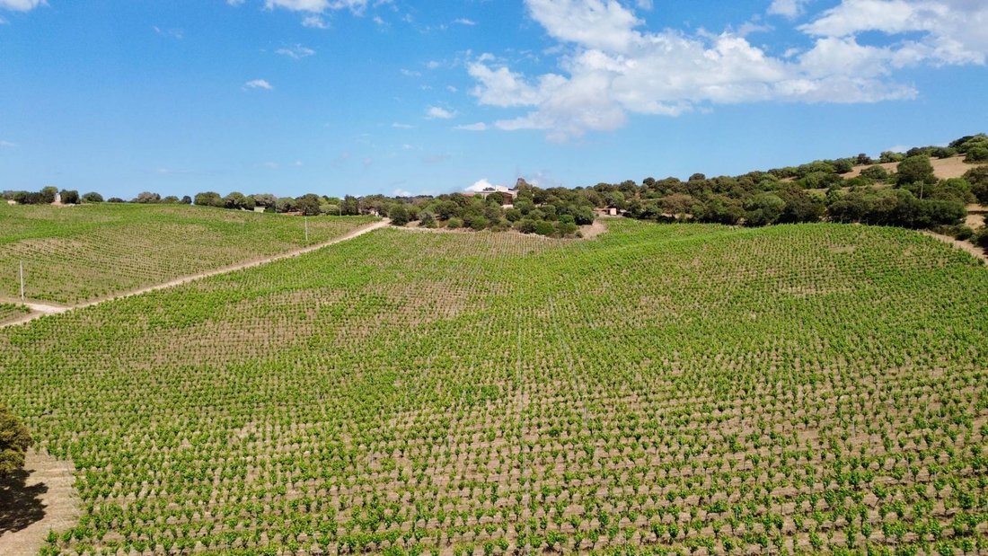 Farm Ranch in Berchiddeddu, Sardinia, Italy 5 - 14340189