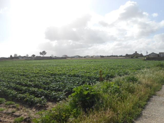 Land in Montijo e Afonsoeiro, Setubal, Portugal 3 - 14345522