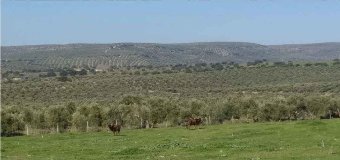 Farm Ranch in Distrito Norte, Seville, Spain 4 - 14349008
