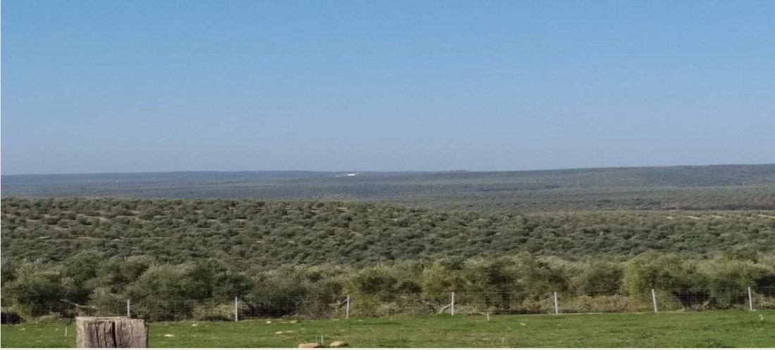 Farm Ranch in Distrito Norte, Seville, Spain 5 - 14349008