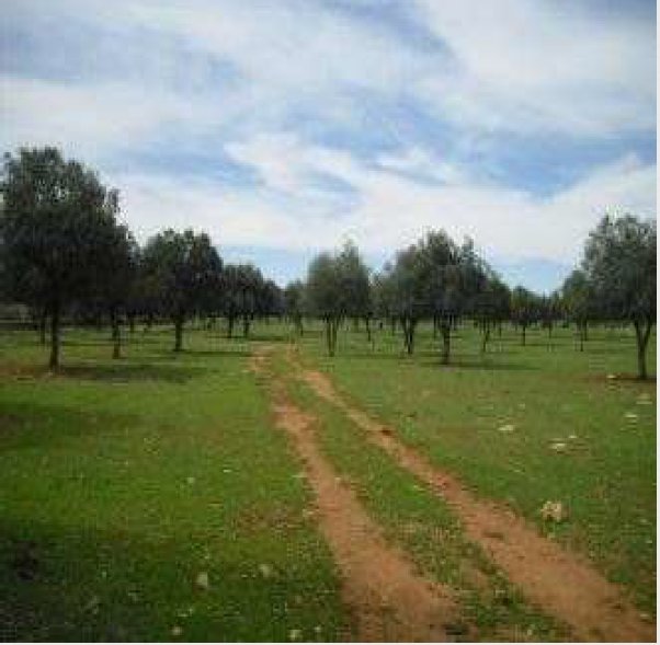 Farm Ranch in Distrito Norte, Seville, Spain 1 - 14349008