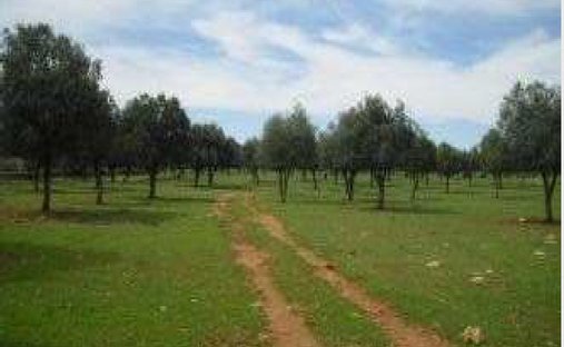 Rancho en Distrito Norte, Sevilla, España 1