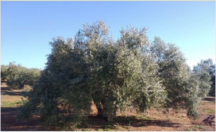 Farm Ranch in Distrito Norte, Seville, Spain 2 - 14349008